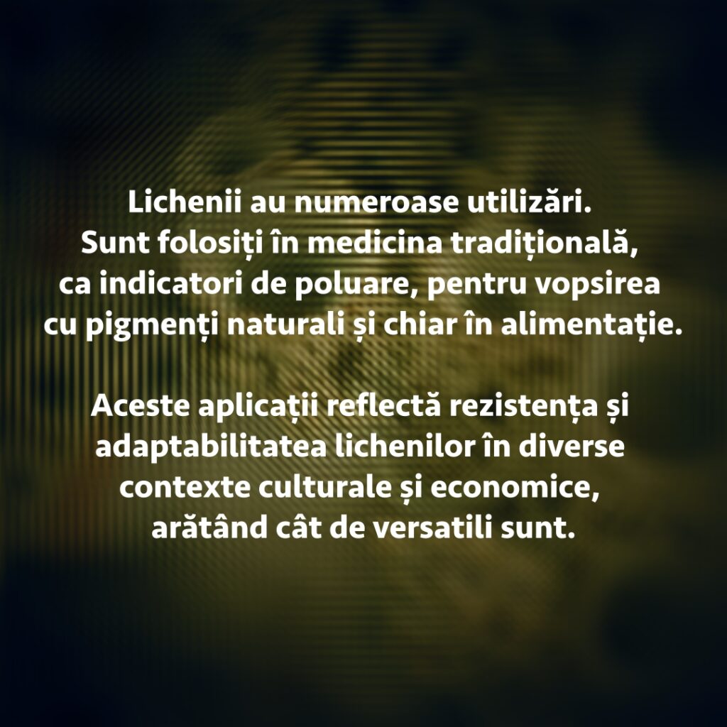 14 LICH