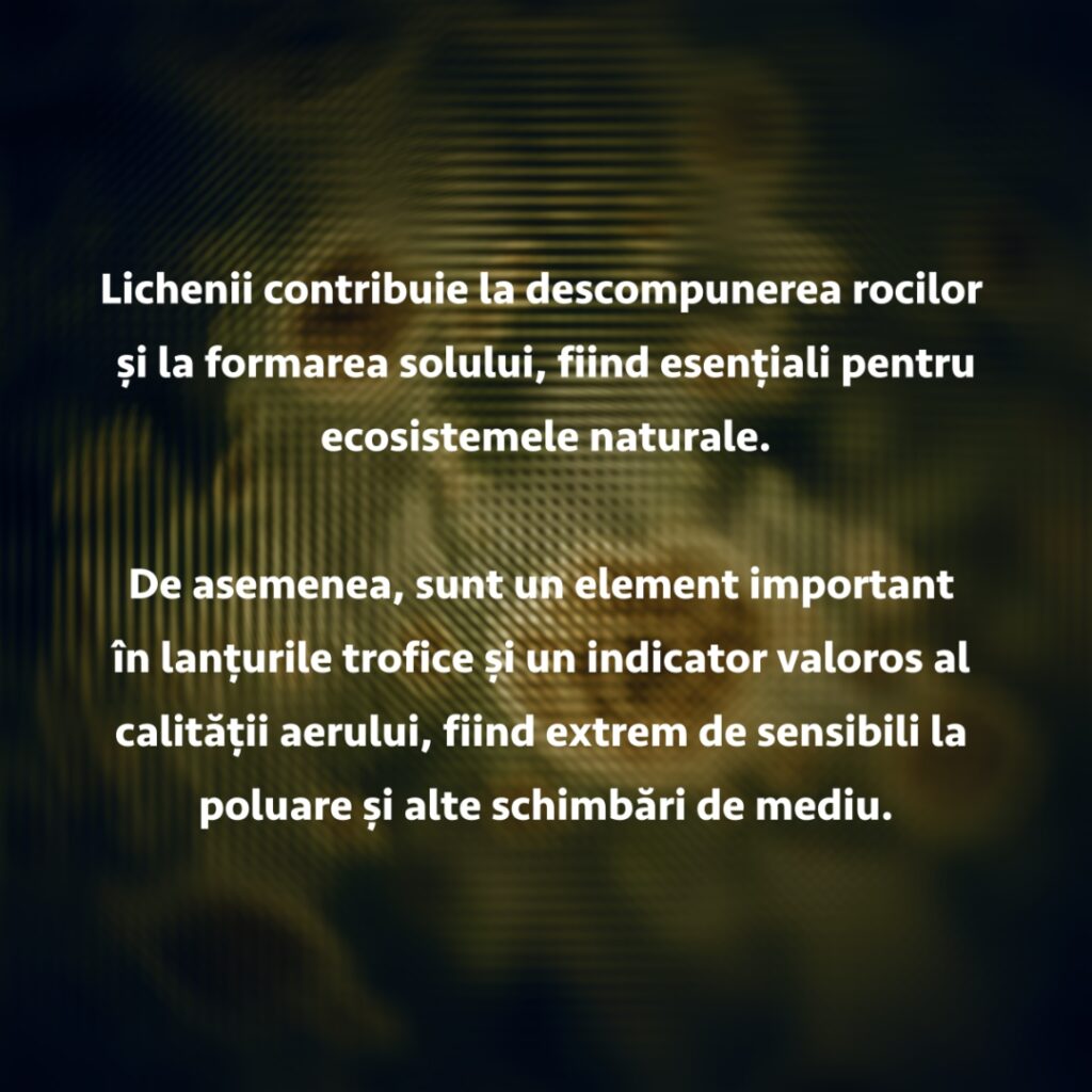 16 LICH